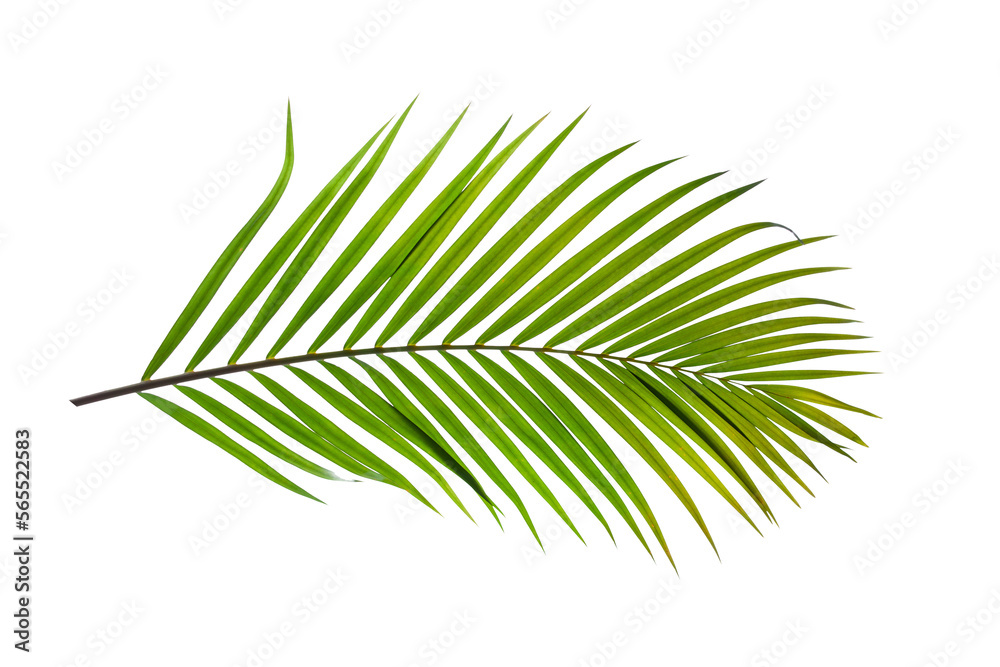 Fototapeta premium tropical palm leaf isolated on white background, summer background