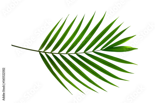 tropical palm leaf isolated on white background  summer background