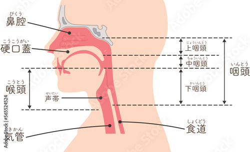 喉頭・咽頭・横向き・イラスト