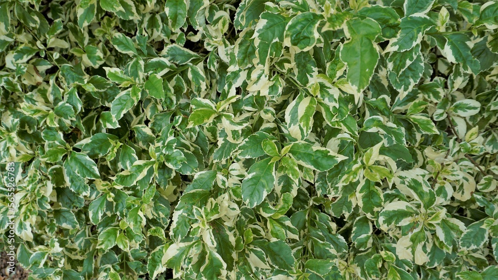 Euonymus fortune plant. Also known as spindle, Fortune spindle, winter creeper or wintercreeper. Euonymus fortune plant. Also known as spindle, Fortune spindle, winter creeper or wintercreeper.