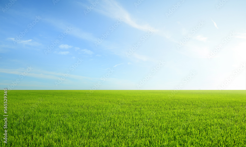 Landscape view of grass field with blue sky background.