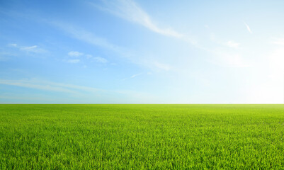 Landscape view of grass field with blue sky background.