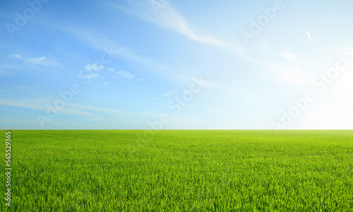 Landscape view of grass field with blue sky background.