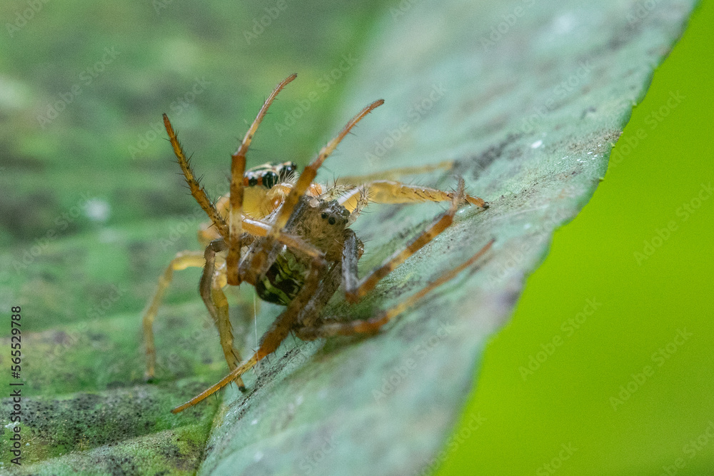 A jumping spider from the family salticidae eat another spider on a leaf display an act of cannibalism A jumping spider from the family salticidae eat another spider on a leaf display an act of cannibalism
