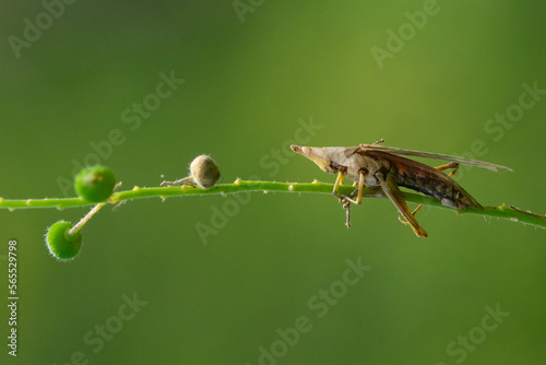 A conehead grasshopper basking on a bush stalk in the morning with bokeh background  photo
