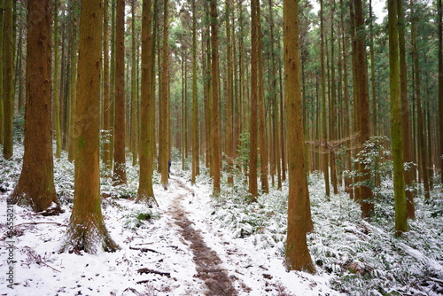 cedar trees and snowy fern