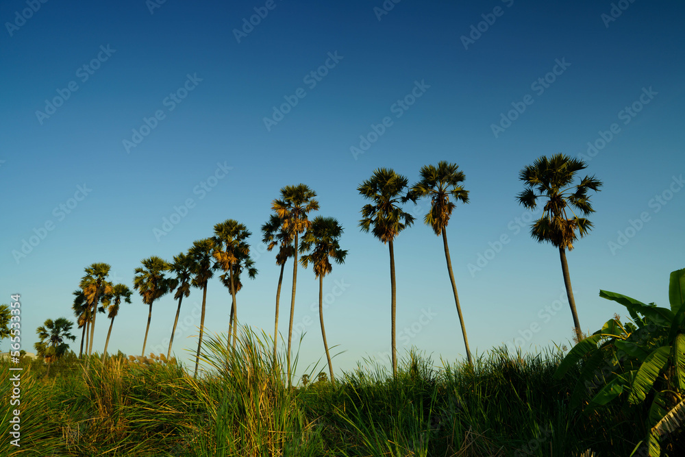 A palm garden with a foreground  reed field. Countryside landscape. Asian palmyra palm or Borassus at Sam Khok, Pathum Thani province, Thailand.