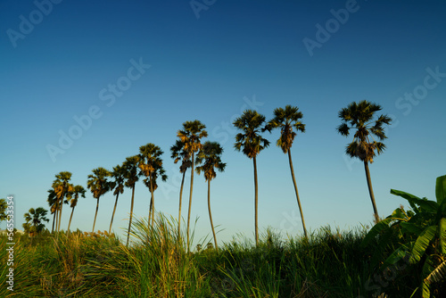 A palm garden with a foreground  reed field. Countryside landscape. Asian palmyra palm or Borassus at Sam Khok, Pathum Thani province, Thailand. photo