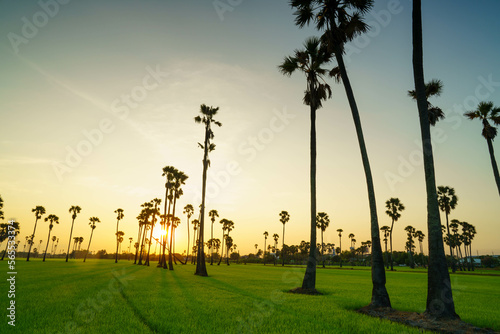 A palm garden with a foreground rice field. Countryside landscape. Asian palmyra palm or Borassus at Sam Khok, Pathum Thani province, Thailand. © Mind plus