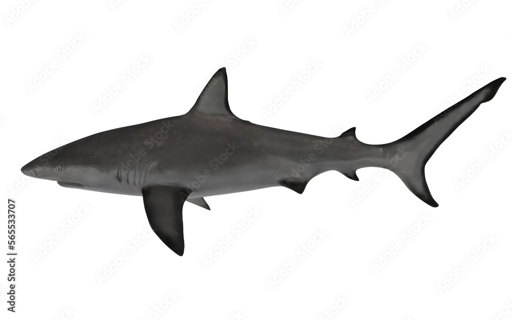 Fototapeta premium Shark on white background swimming