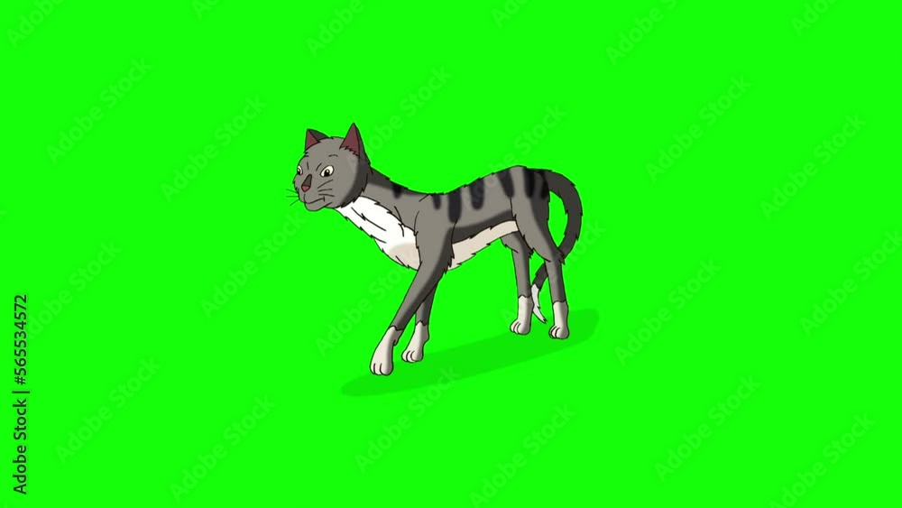 Gray Tabby Cat sharpening its claws chroma key HD Gray Tabby Cat sharpening its claws chroma key HD