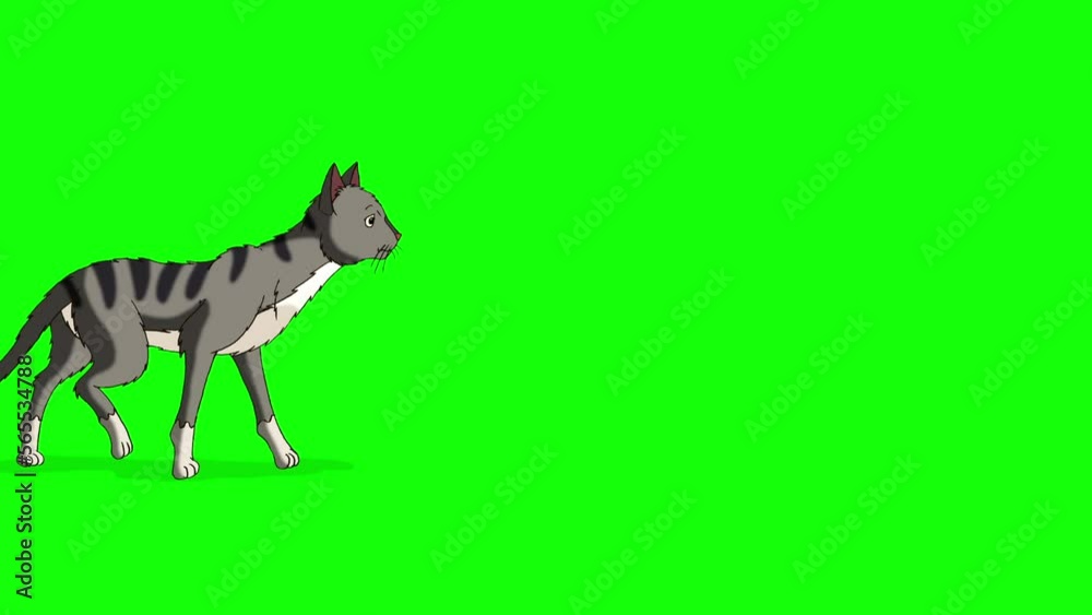 Gray Tabby Cat comes and lies down chroma key HD Gray Tabby Cat comes and lies down chroma key HD