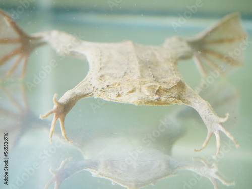 前から見たコモリガエル