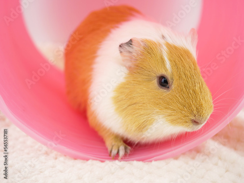 トンネルから出てきたモルモット