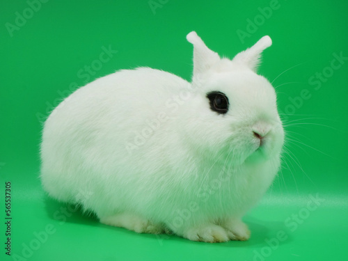 ドワーフホト【緑背景】