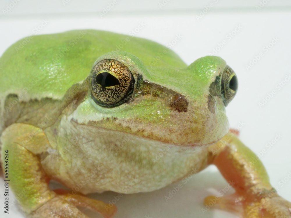 ニホンアマガエルの顔のアップ Stock Photo | Adobe Stock