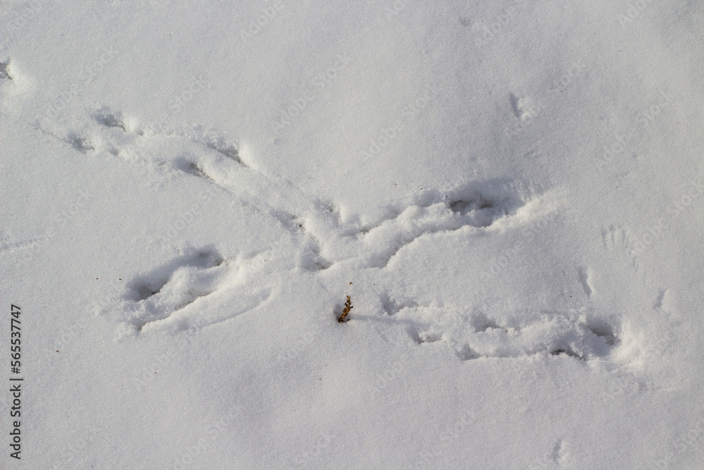 Birds Footprints Footpath on Snowdrifts Cold White Snow Background Birds Footprints Footpath on Snowdrifts Cold White Snow Background