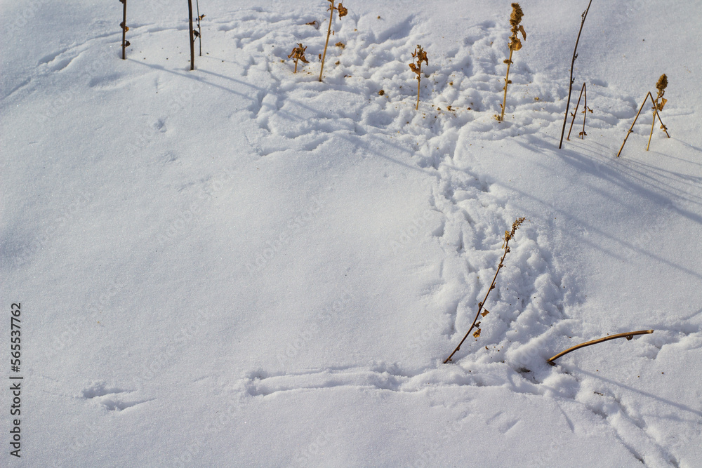 Birds Footprints Footpath on Snowdrifts Cold White Snow Background Birds Footprints Footpath on Snowdrifts Cold White Snow Background