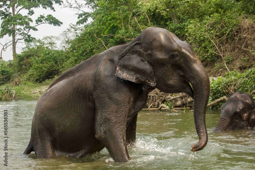 An wild mother elephant enjoying bath with her baby in river at Garumara National park, West Bengal, India.