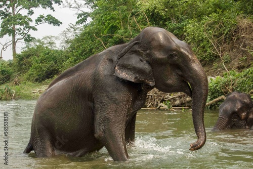 An wild mother elephant enjoying bath with her baby in river at Garumara National park, West Bengal, India.