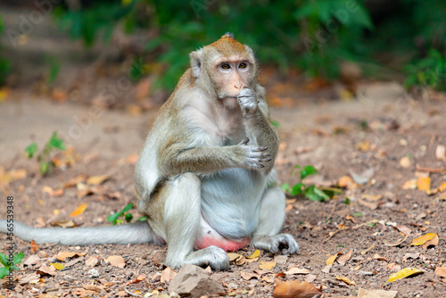Macaque closeup in its natural habitat monkeys from southeast asia