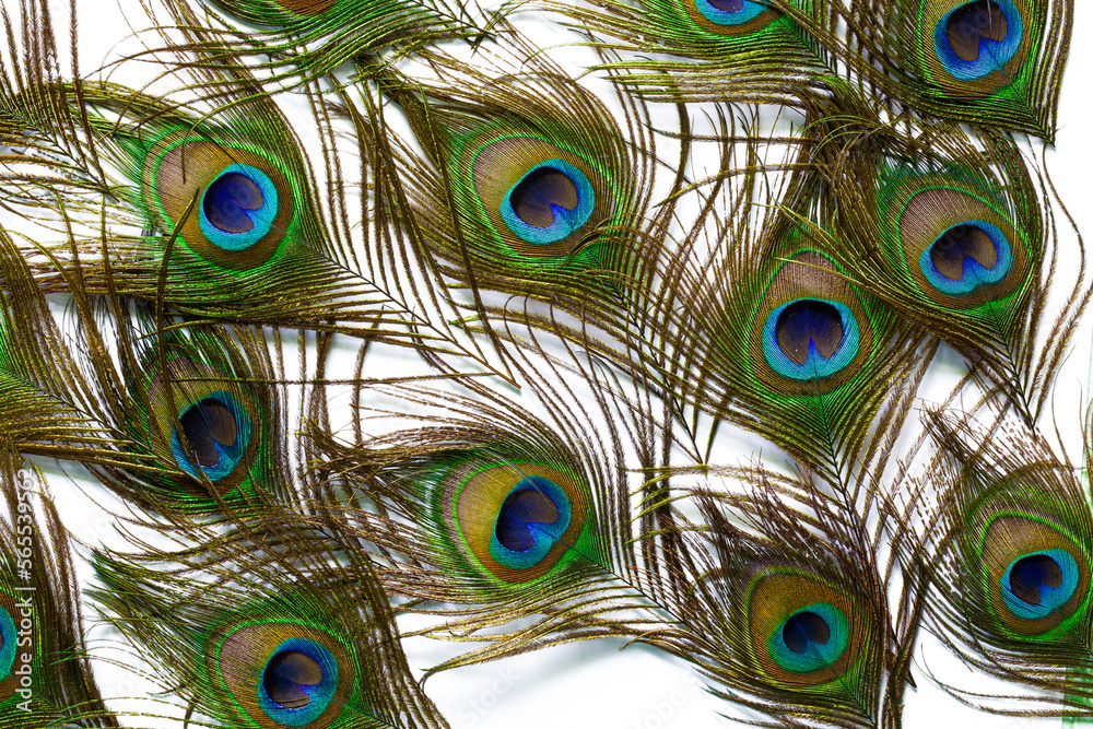 Obraz premium Macro colorful peacock feathers on white background,Set of dividual bright peacock feathers on the white background for your design, lying flat, top view