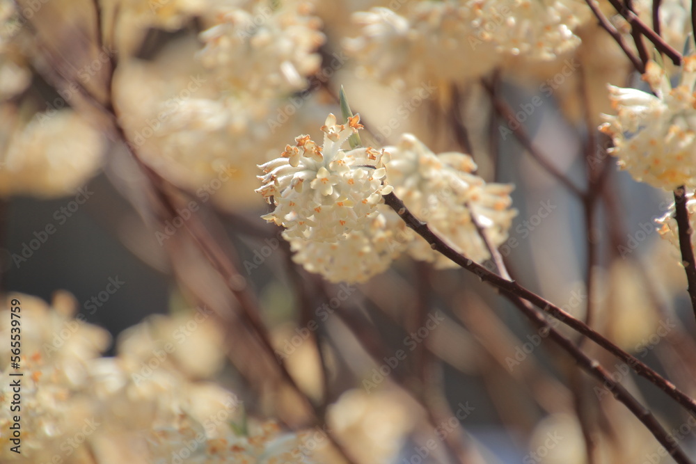 Fototapeta premium 青空に咲く春の花 ミツマタ