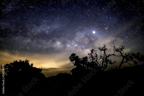 Milky Way and Stars with Silhouettes of Trees 