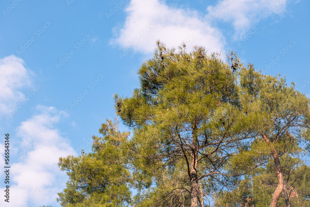 pine tree and white clouds