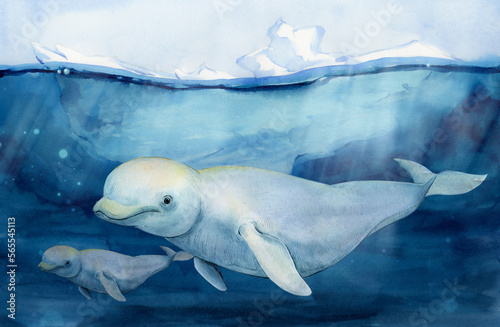 Beluga whale Delphinapterus leucas on the background of an iceberg drifting in the ocean. Watercolor illustration. A wild beluga whale swims in the water with a cub. Arctic landscape.