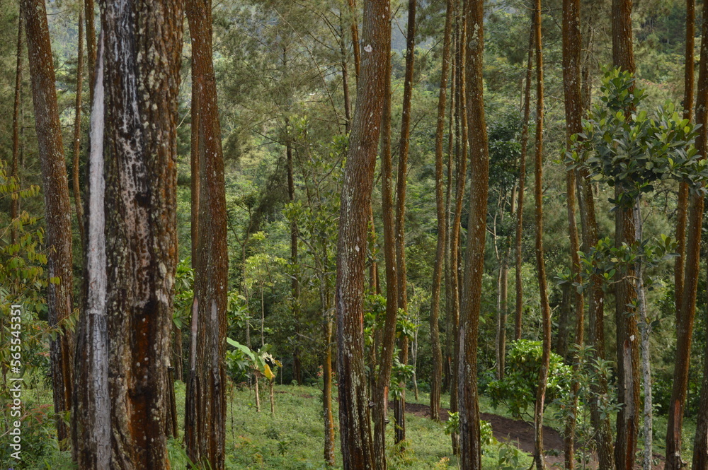 Obraz premium Pine Tree on the Mountain