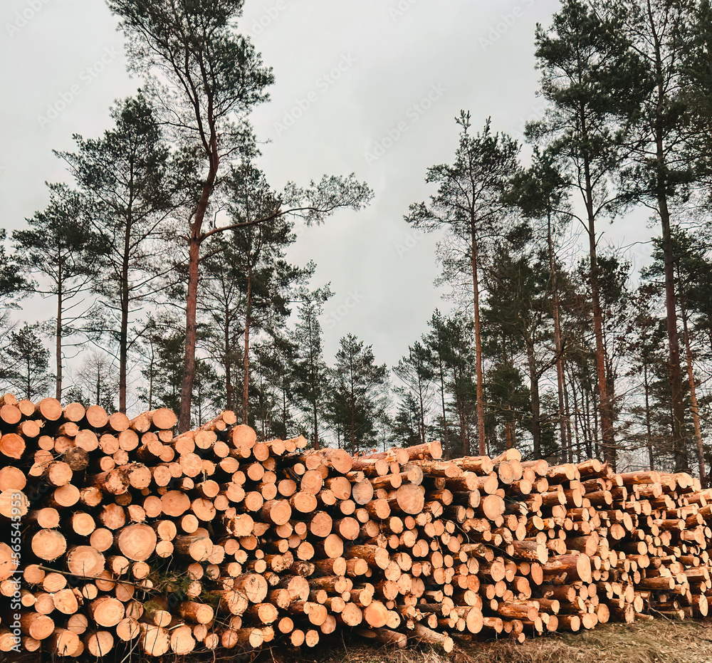 Fototapeta premium Forest pine and spruce trees. Log trunks pile, the logging timber wood industry.
