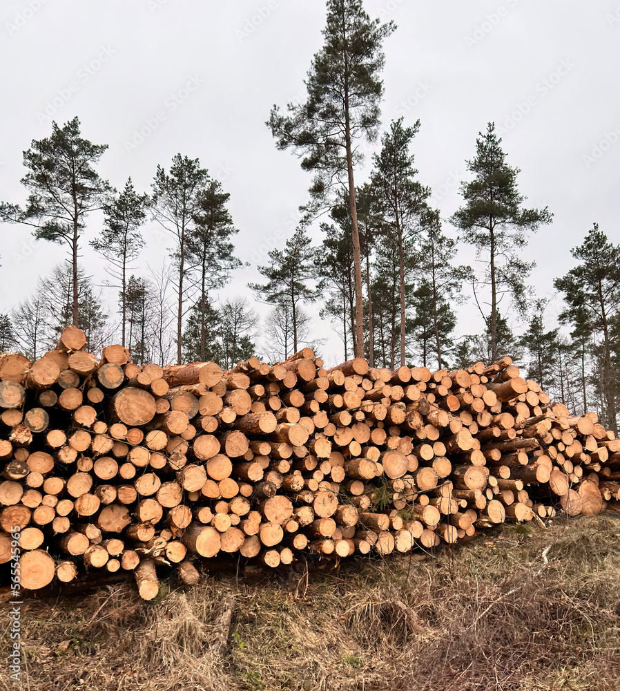 deforestation in Europe. Freshly made firewood in the evergreen forest, pine tree logs close-up. Environmental a ecology damage