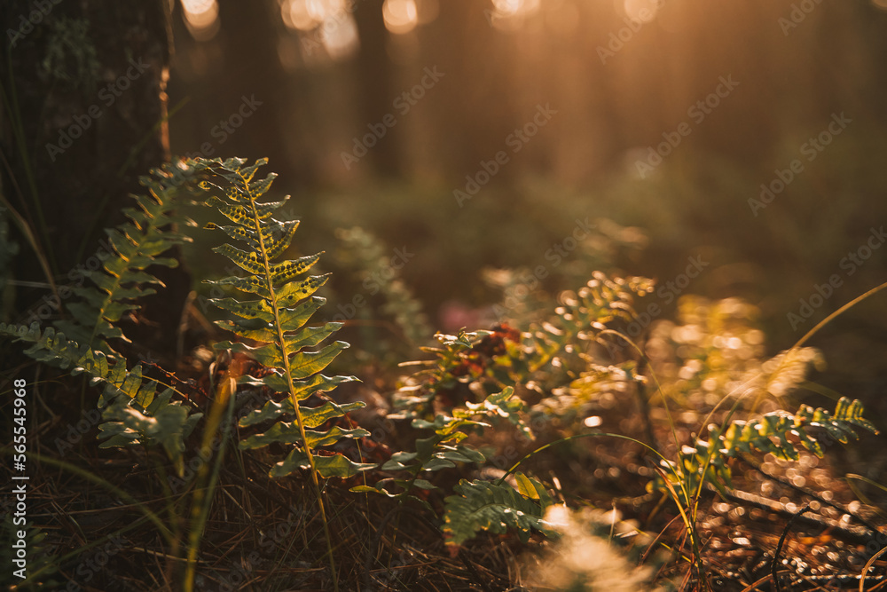 Fern in sunlight. Concept of wandering in the forest.