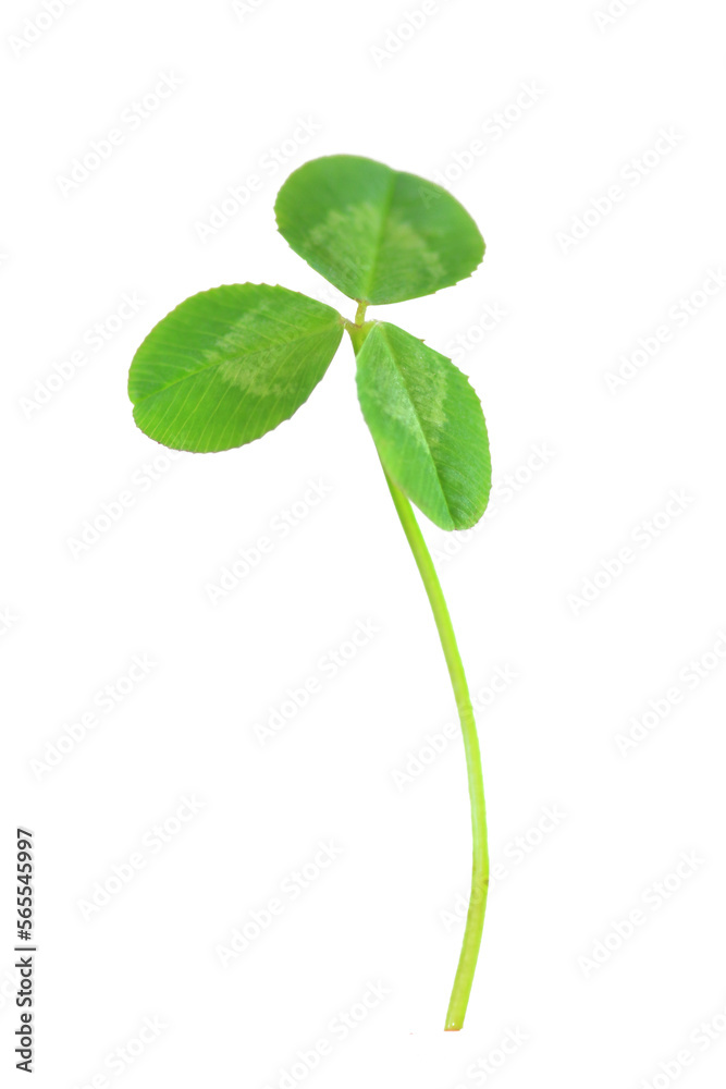 Close up of a three leaf clover with a transparent background. Close up of a three leaf clover with a transparent background.