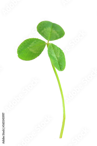 Close up of a three leaf clover with a transparent background.
