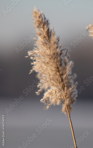 cattail reeds against the background of the river sky winter