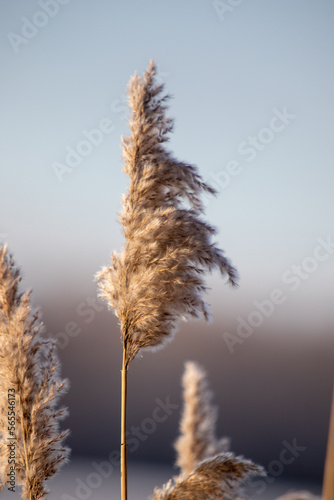 cattail reeds against the background of the river sky winter