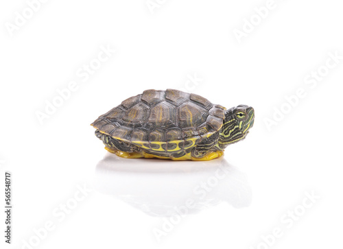 Red-eared slider isolated on white