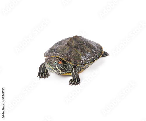 Red-eared slider isolated on white