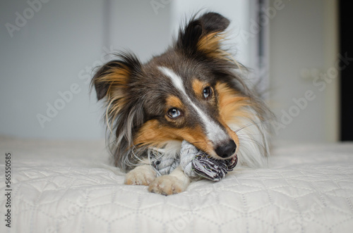 Cute brown gray tricolor dog shetland sheepdog breed on bed at home. Young sheltie is playing with rope toy in flat