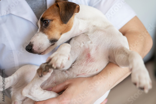 Veterinarian holding a jack russell terrier dog with dermatitis. 