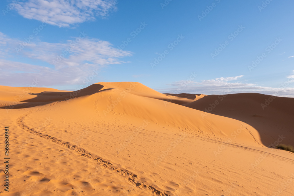 The vast orange dunes of the Sahara desert and its barren vegetation The vast orange dunes of the Sahara desert and its barren vegetation