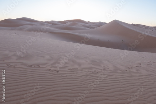 The vast orange dunes of the Sahara desert and its barren vegetation