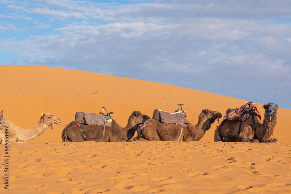 Fototapeta premium Dromedaries, often misinterpreted as camels.