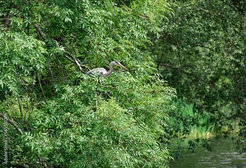 Gray heron