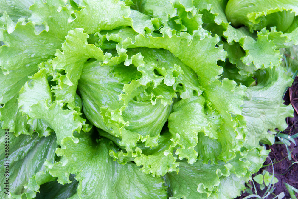 Green lettuce plants in growth at garden top view. Fresh lettuce leaves background Green lettuce plants in growth at garden top view. Fresh lettuce leaves background