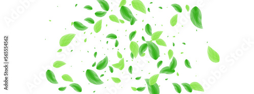 Greenish Leaves Background White Vector. Leaf Sprout Illustration. Elegant Frame. Green Fresh Design. Vegetation Wild.