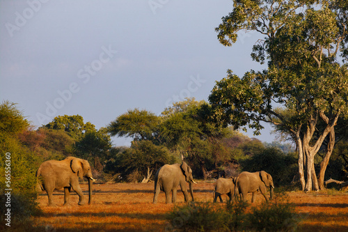 African bush elephant  Loxodonta africana  herd and nashatu or nyala  Xanthocercis zambesiaca  tree. Mashatu  Northern Tuli Game Reserve. Botswana