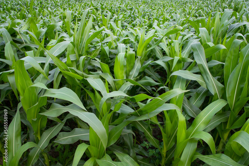 Young green corn plants growing in the field  closeup view